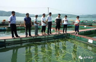 立體分層 生態循環 廣西梧州推廣新型生態養魚網箱模式