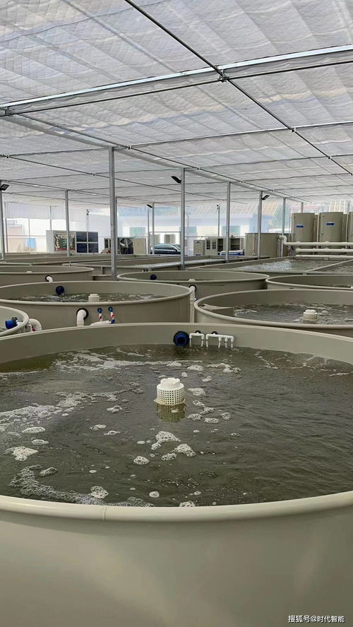 長辰漁業循環水養殖技術 工廠化高密度養殖的可行性分析與飼料策略探討