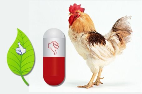 植物提取物飼料添加劑 畜牧行業(yè)21世紀(jì)的熱門趨勢(shì)