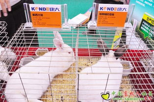 康大兔業(yè)參展2010中國畜牧業(yè)暨飼料工業(yè)展覽會(huì) 引領(lǐng)兔業(yè)發(fā)展新趨勢(shì)